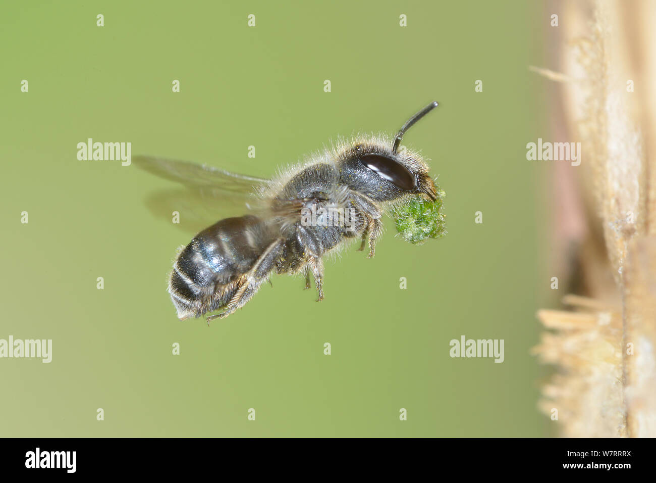 Weibliche Blue mason Bee (Osmia Caerulescens) fliegen in ein Insekt, in einem Garten mit Blatt Dichtmasse (zerkleinert Blatt Abschnitte) Nest Zellen verschließen, Hertfordshire, England, Juni. Stockfoto