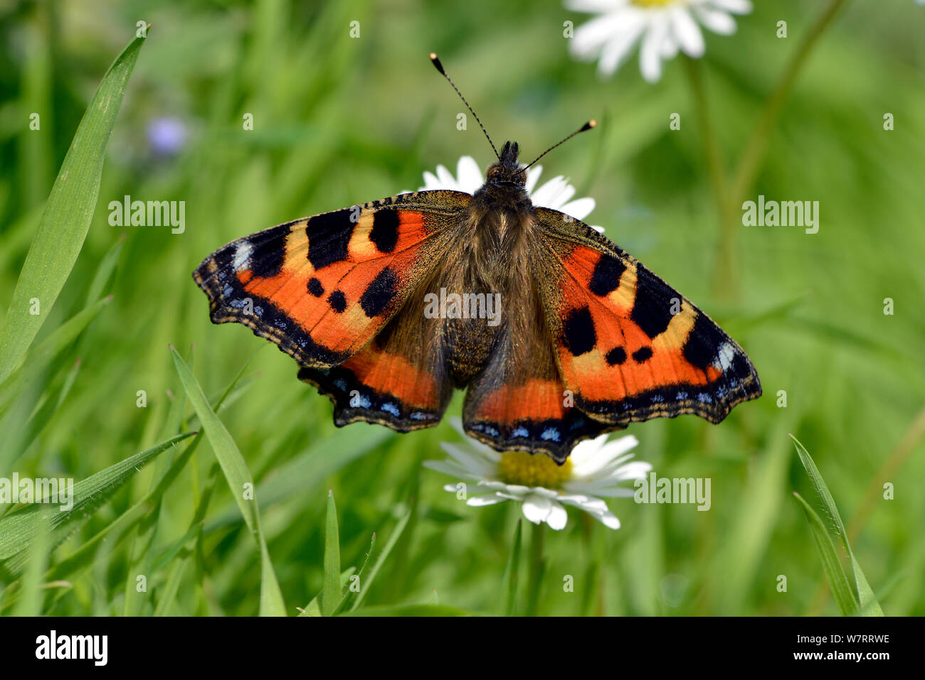 Kleiner Fuchs Schmetterling (Aglaise urtica) ruht auf gemeinsamen Gänseblümchen (Bellis perennis) Blumen, Hertfordshire, England, UK, Juni Stockfoto