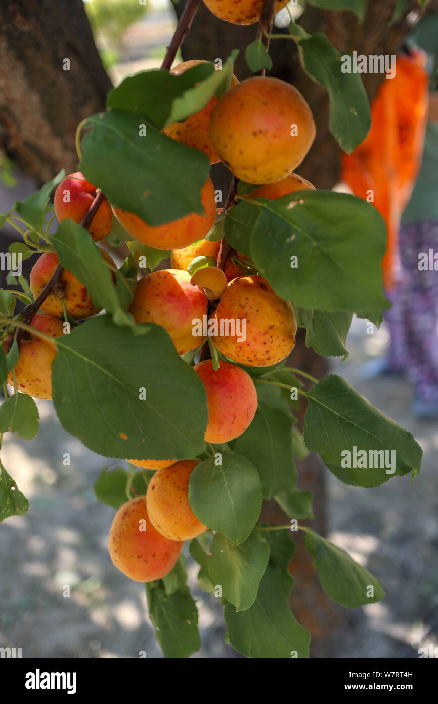 Ein aprikosenbaum Zweig mit Früchten gefüllt Stockfoto