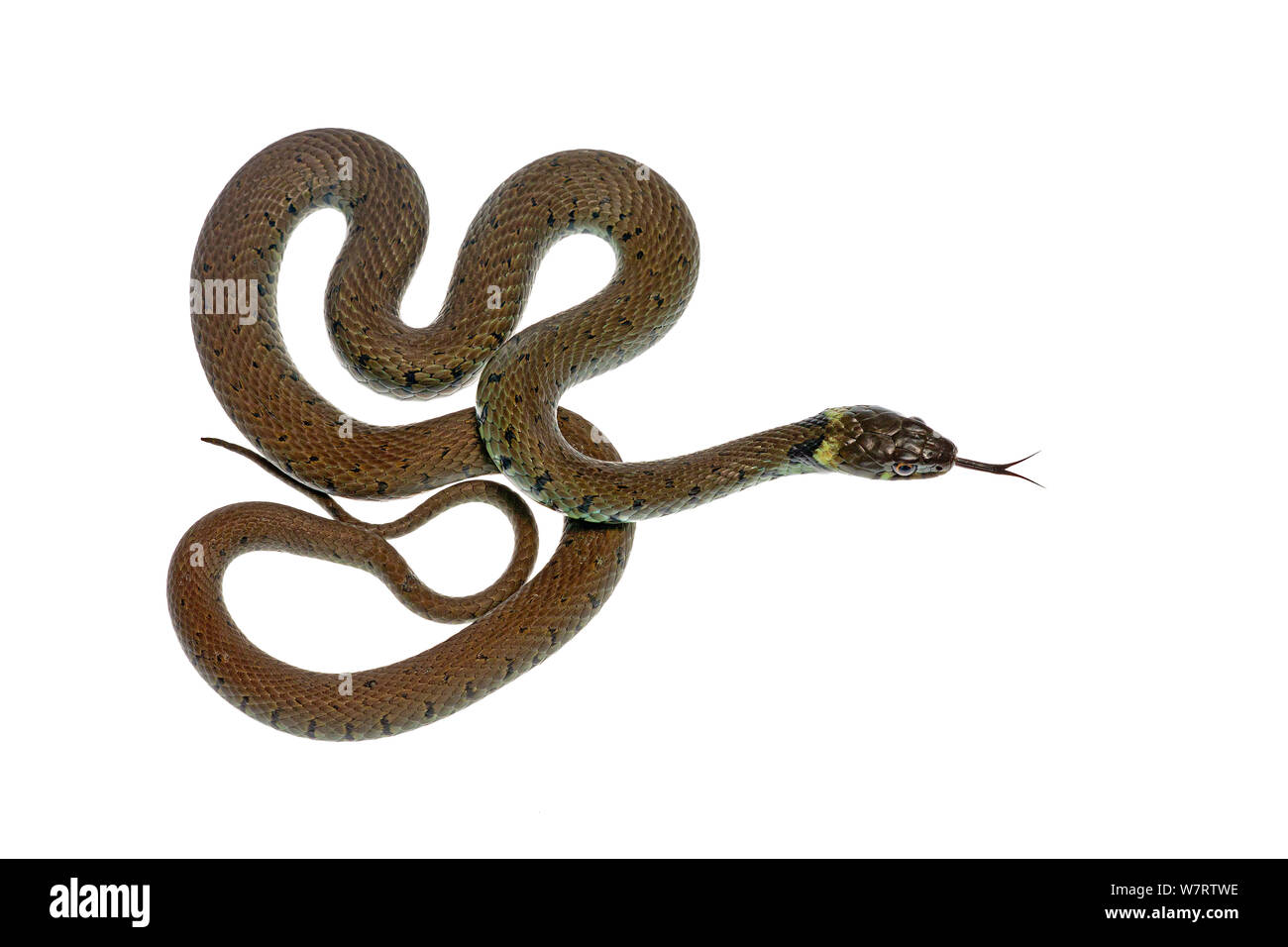 Ringelnatter (Natrix natrix) Richbourough, Kent, Großbritannien, Juni, meetyourneighbors.net Projekt Stockfoto