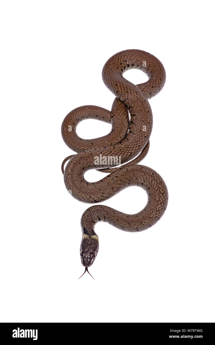 Ringelnatter (Natrix natrix) Richbourough, Kent, Großbritannien, Juni, meetyourneighbors.net Projekt Stockfoto