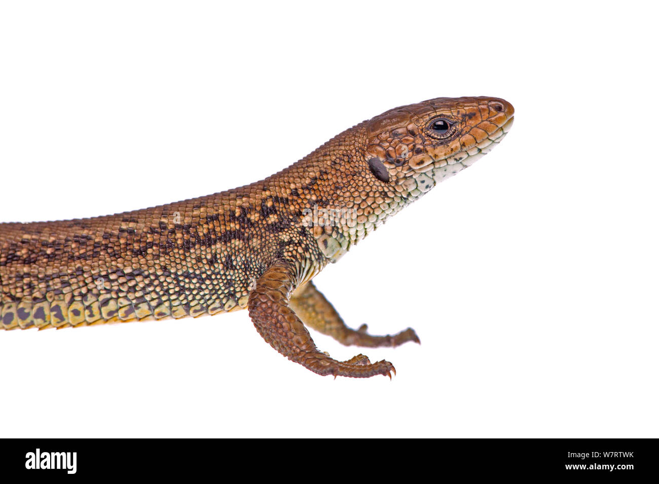 Gemeinsame oder Vivipar Lizard (Zootoca Vivipara) Richbourough, Kent, Großbritannien, Juni, meetyourneighbors.net Projekt Stockfoto