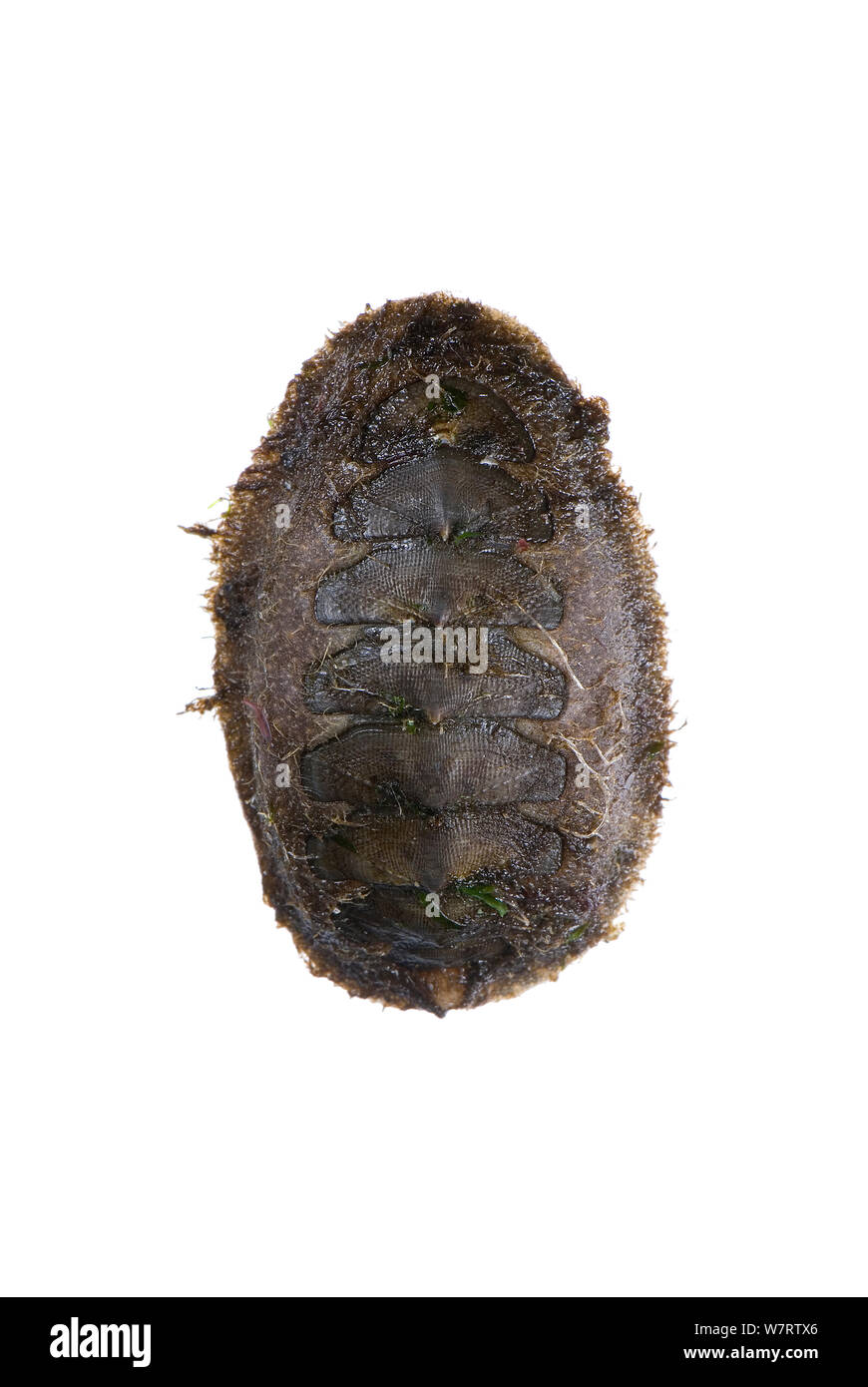 Moosige Chiton (Mopalia sp) Meadowdale Strand, Puget Sound, Snomish County, Washington, Juni, meetyourneighbors.net Projekt Stockfoto