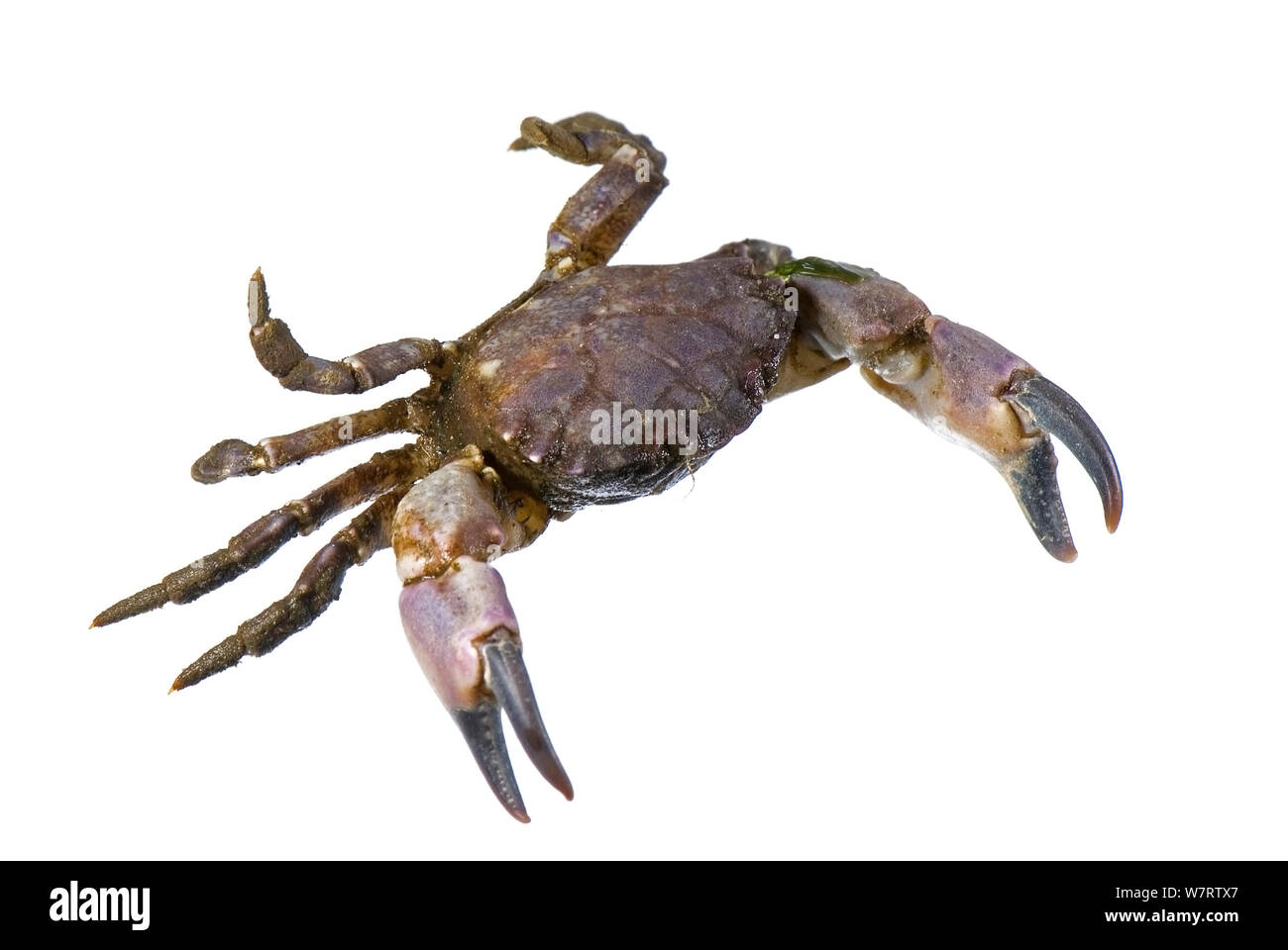 Black-Clawed Crab (Lophopanopeus bellus) Meadowdale Strand, Puget Sound, Snomish County, Washington, Juni, meetyourneighbors.net Projekt Stockfoto