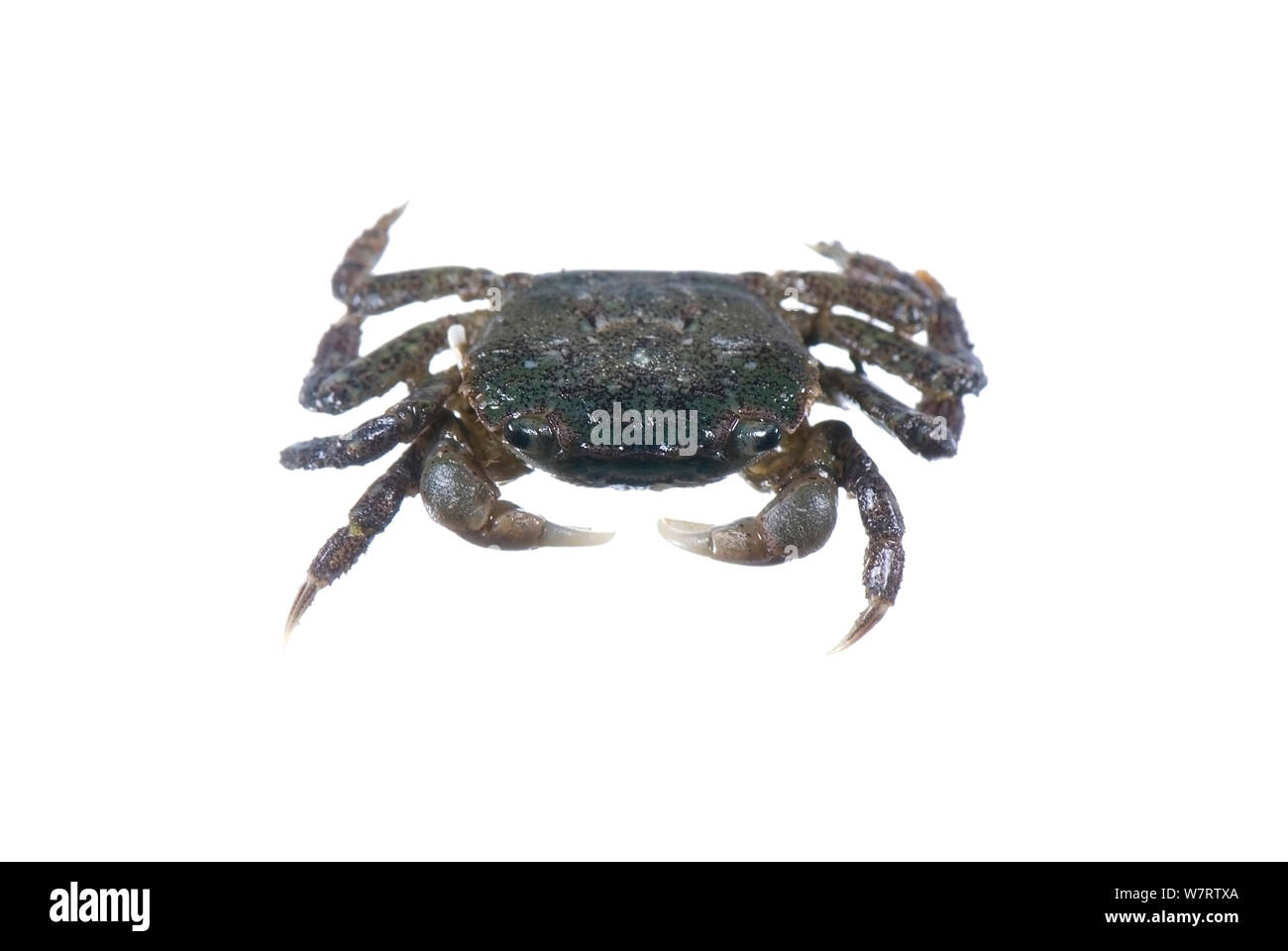 Haarige Shore Crab (Hemigrapsus Oregonensis) Meadowdale Strand, Puget Sound, Snomish County, Washington, Juni, meetyourneighbors.net Projekt Stockfoto