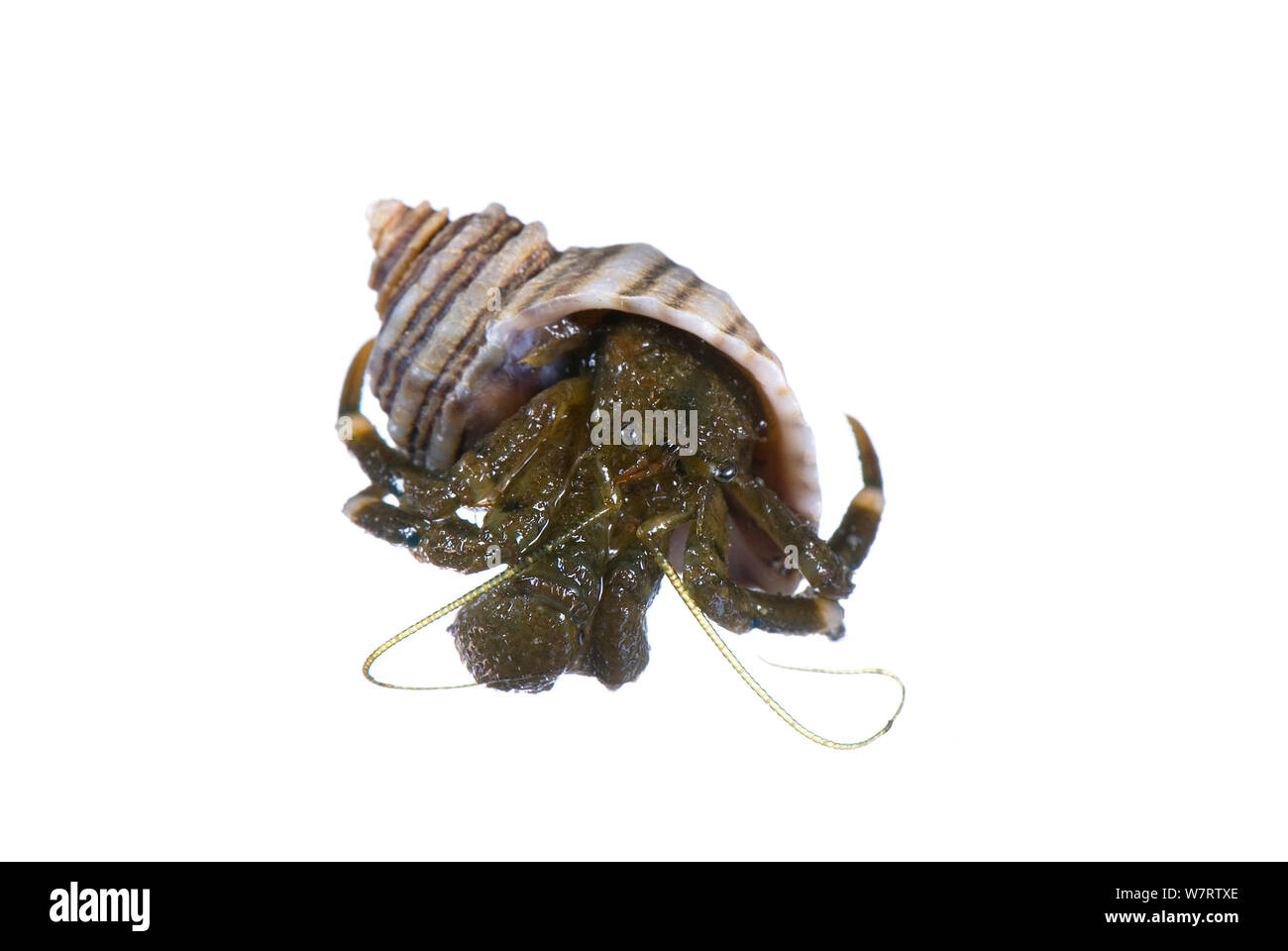Haarige Einsiedlerkrebs (Pagurus hirsutiusculus) Meadowdale Strand, Puget Sound, Snomish County, Washington, Juni, meetyourneighbors.net Projekt Stockfoto