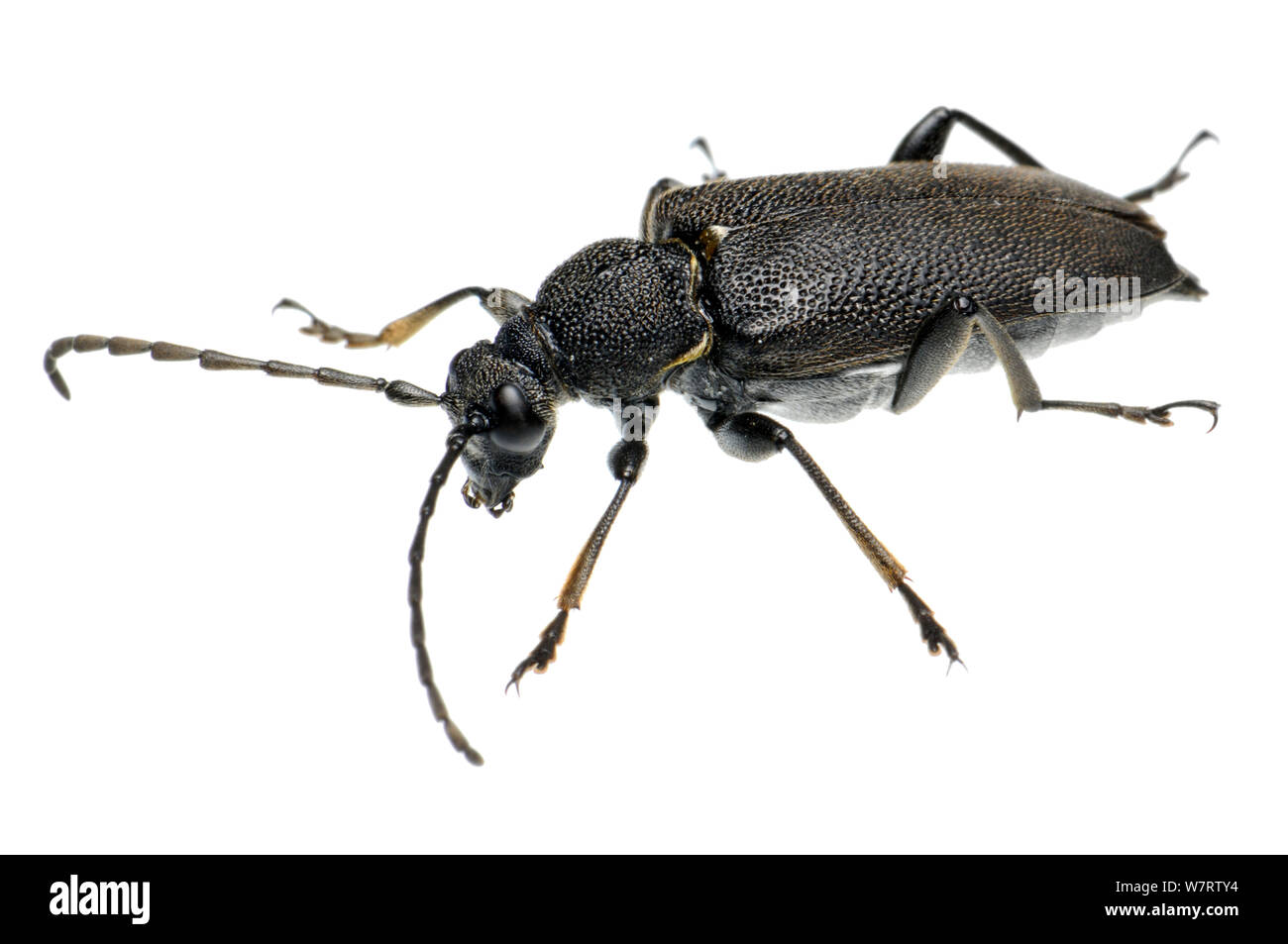 Große Schwarze Longhorn Beetle (Stictoleptura scutellata), Slowenien, Europa, Juli, meetyourneighbors.net Projekt Stockfoto