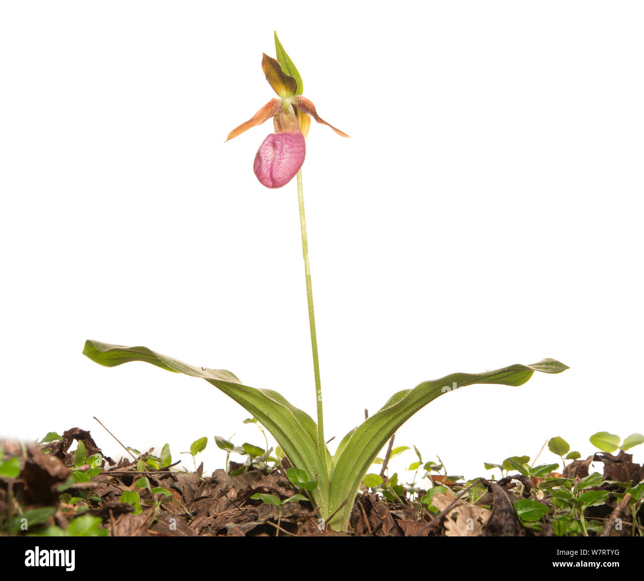 Pink Lady Frauenschuh (Cypripedium acaule) in Bergen, Greenville, South Carolina, USA, Mai. Meetyourneighbors.net Projekt Stockfoto