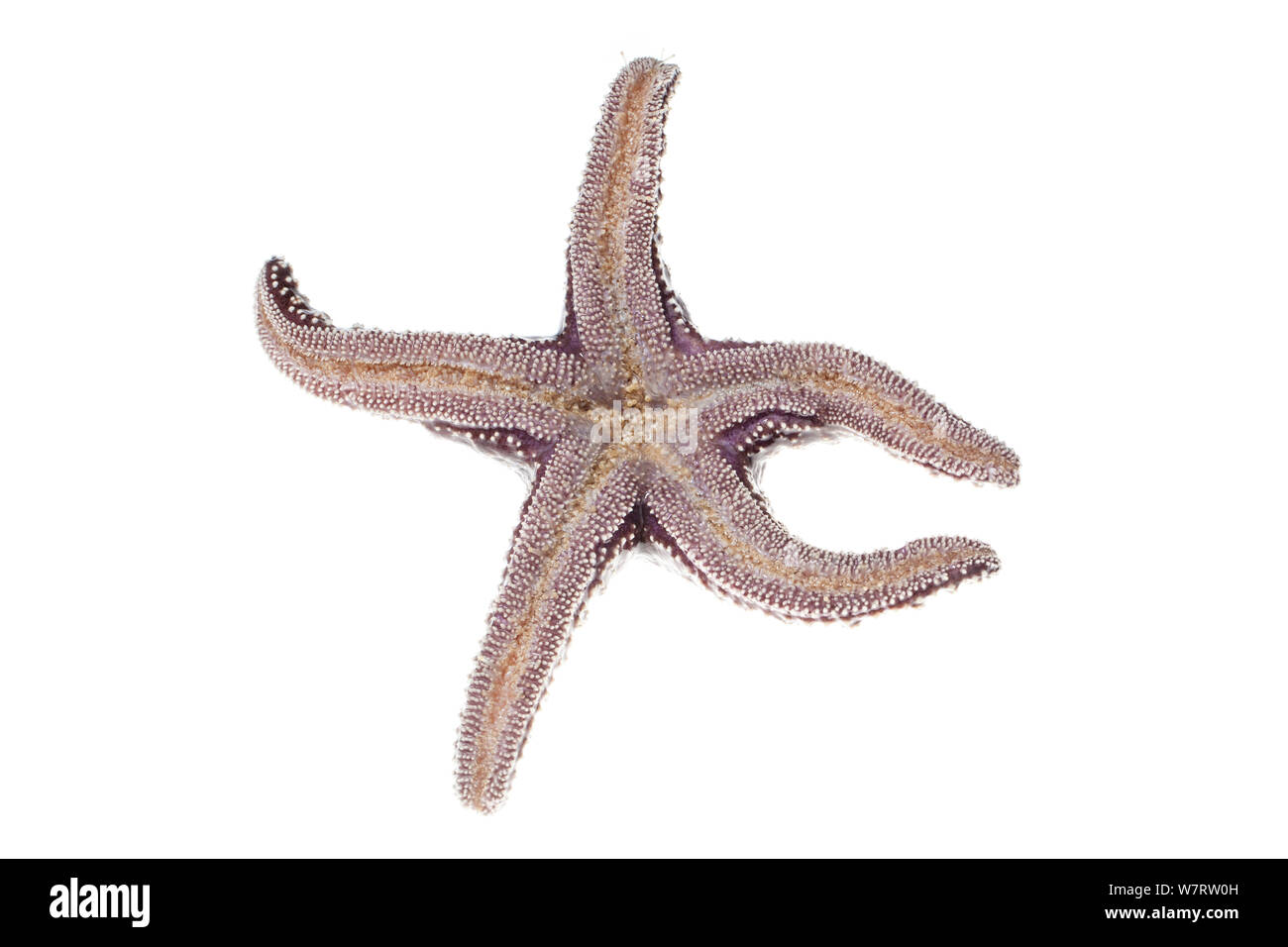 Ocker Sea Star (Pisaster Ochraceus), Malibu, Kalifornien, USA, Juni, meetyourneighbors.net Projekt Stockfoto