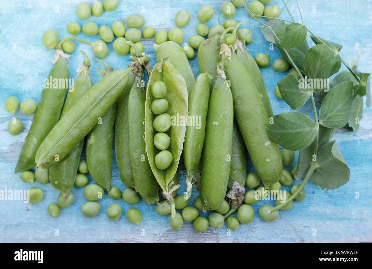 Pisum sativum 'Vorwärts'. Frisch gepflückte 'Vorwärts' marrowfat Erbsen in Hülsen für Beschuss im Juli bereit. Großbritannien Stockfoto