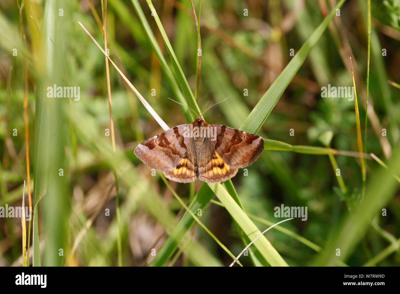 Burnett Begleiter Motte (Euclidia glyphica) auf Gras, Frankreich, Juli Stockfoto