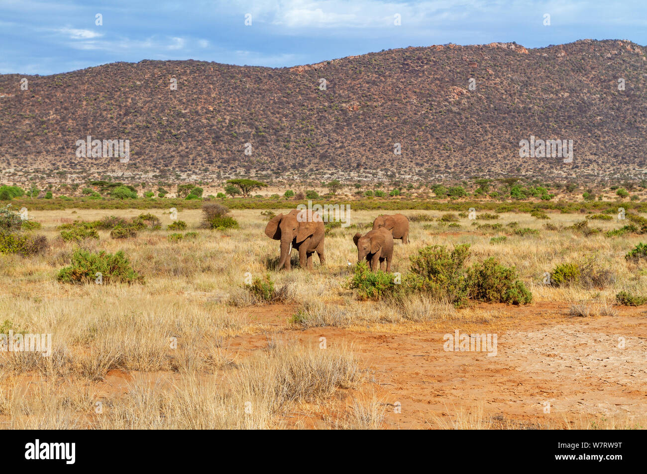 Drei kleine Elefanten, Loxodonta Africana, Samburu National Reserve Kenia mit der Vorderseite nach vorn in rot Schlamm bedeckt. Chemische Peeling Landschaft mit Hügeln Stockfoto