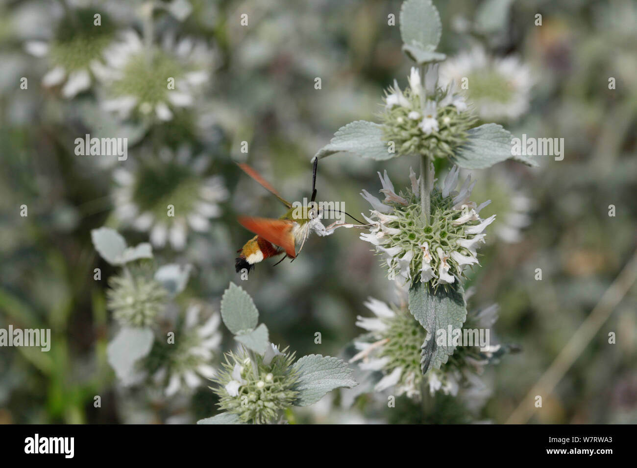 Olivenöl Biene Tabakschwärmer (Hemaris croatica) Ernährung im Flug, Kroatien Stockfoto