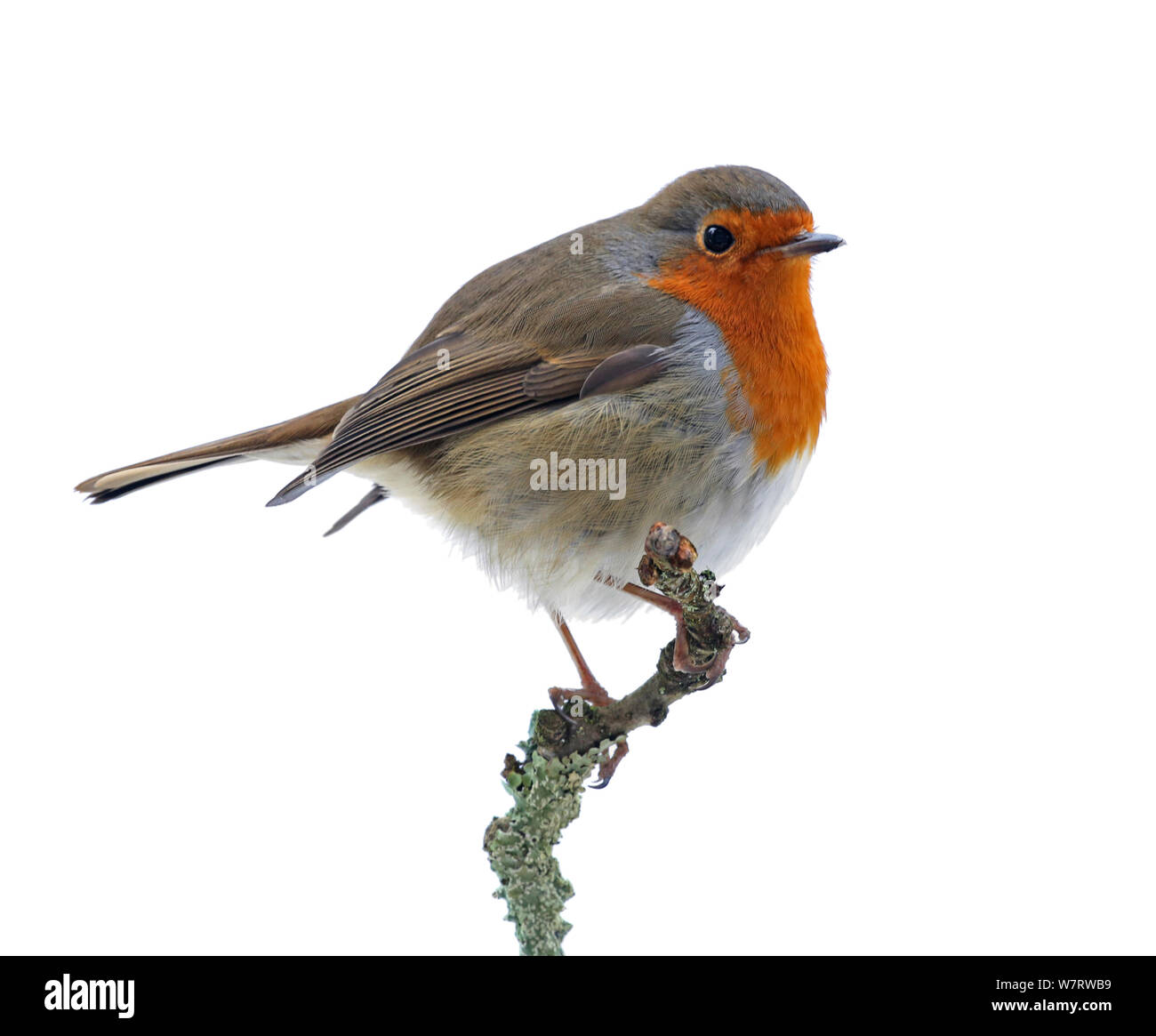 Europäische Robin (Erithacus Rubecula) auf einem Zweig, vor weißem Hintergrund, Surrey, England Stockfoto