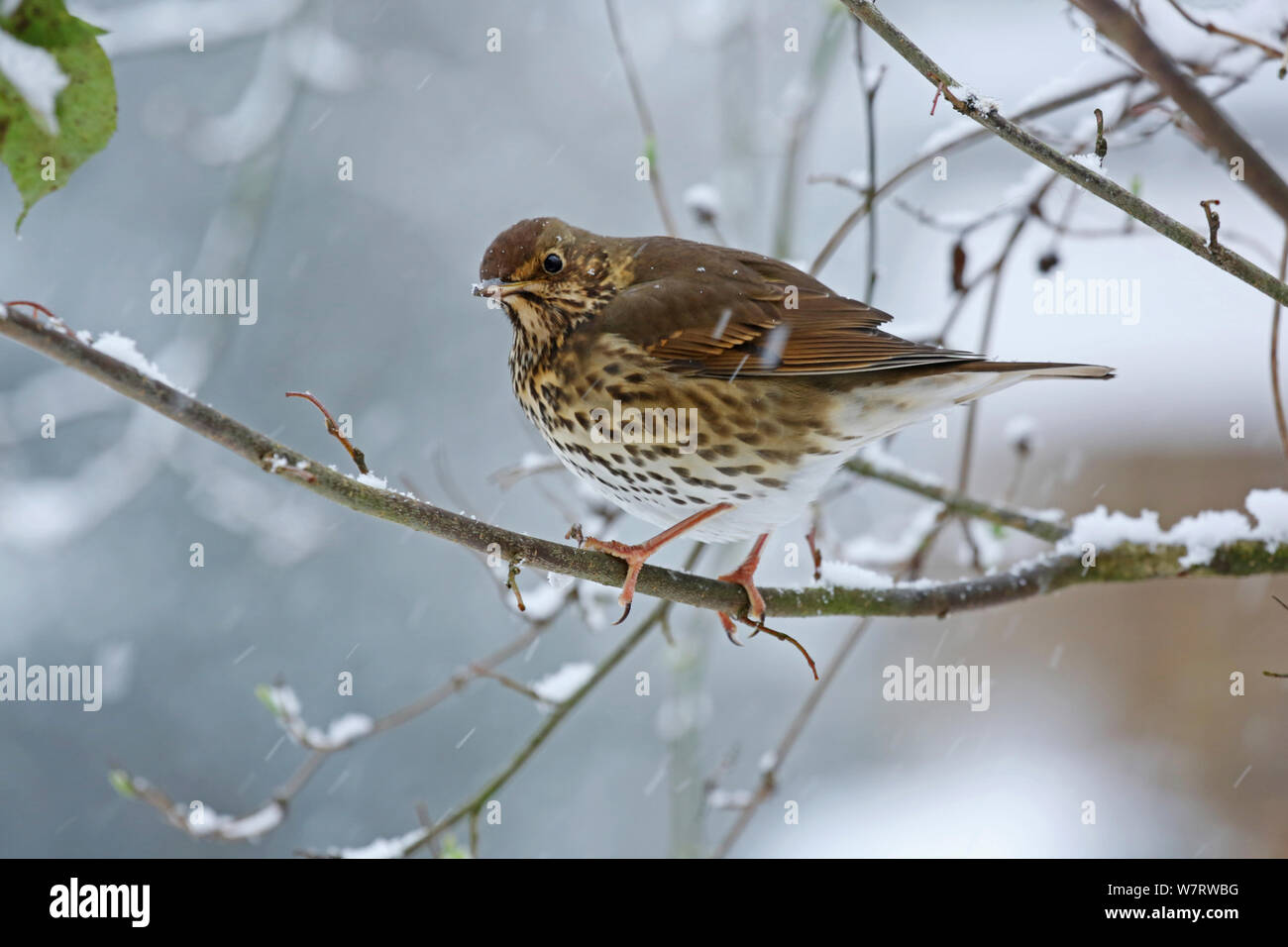 Singdrossel (Turdus philomelos) im Schnee. Surrey, England, Januar 2013 Stockfoto