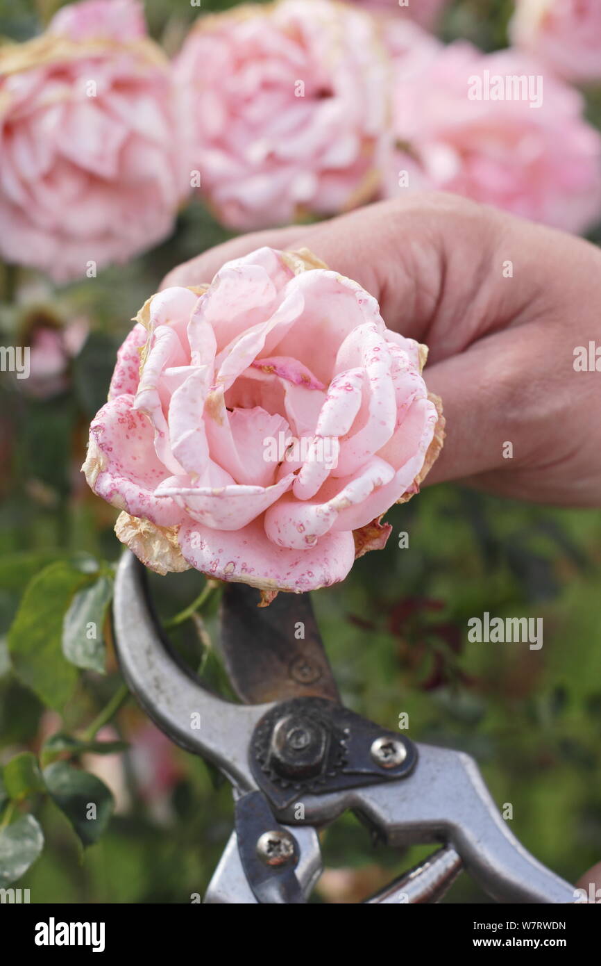 Rosa 'Silver Jubilee'. Kupplungsdrucköl verblasst Rosen mit gartenschere im Sommer. Großbritannien Stockfoto