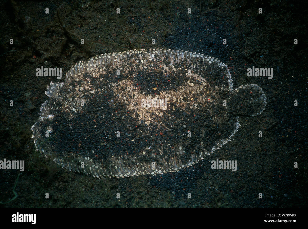 Peacock Flunder (Bothus lunatus) auf dem Meeresboden der Lembeh Strait, Celebes Meer, Sulawesi, Indonesien. Stockfoto