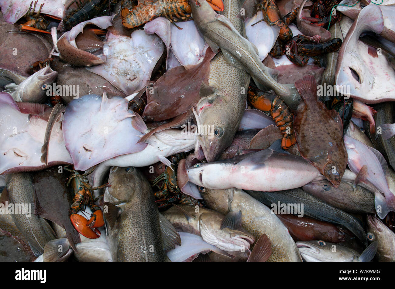 Kabeljau (Gadus morhua), Gelbschwanzflunder (Limanda ferruginea), amerikanische Hummer (Homarus americanus) und wenig Skate (Leucoraja Erinacea) an Deck Fischtrawler. Stellwagen Banken, New England, den Vereinigten Staaten, über den Nordatlantik Stockfoto