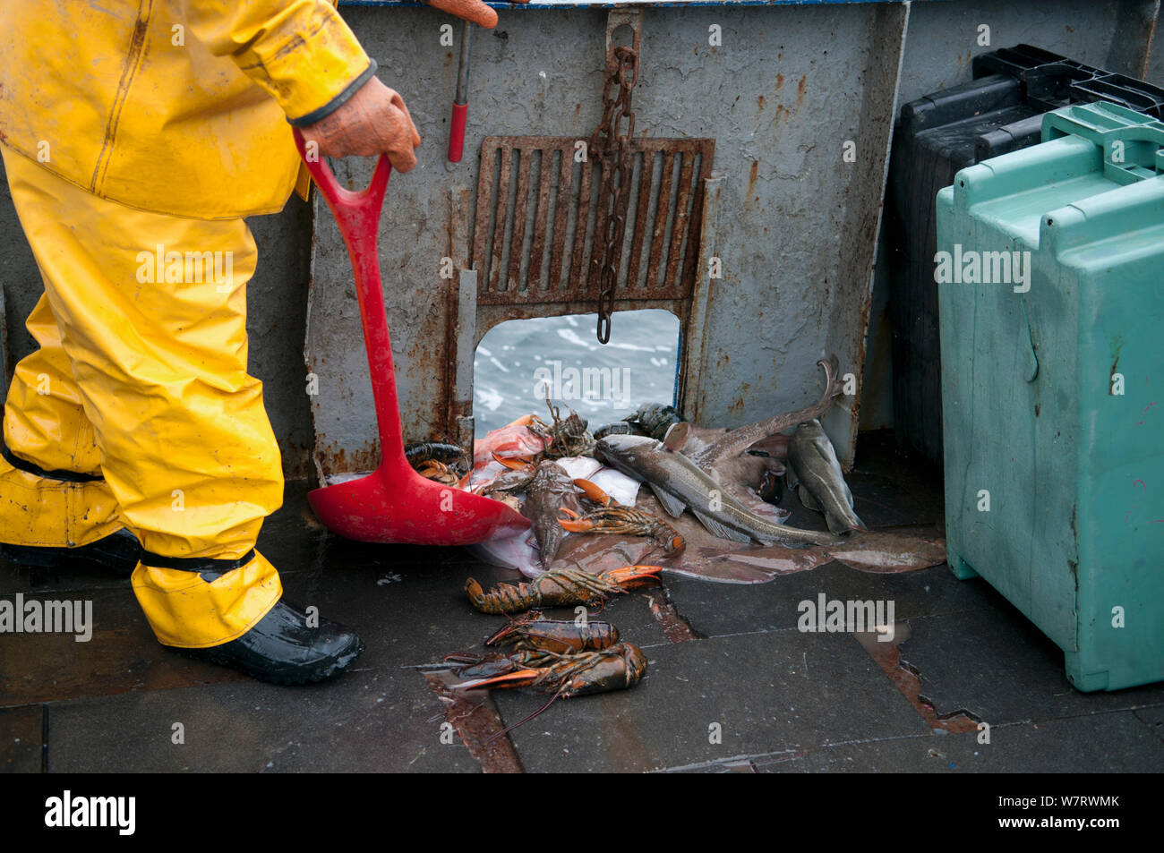 Fischer schaufeln Beifang der amerikanischen Hummer (Homarus americanus), Atlantischer Kabeljau (Gadus morhua) und wenig Skate (Leucoraja Erinacea) über Bord. Stellwagen Banken, New England, USA, North Atlantic Ocean Model Released. Stockfoto