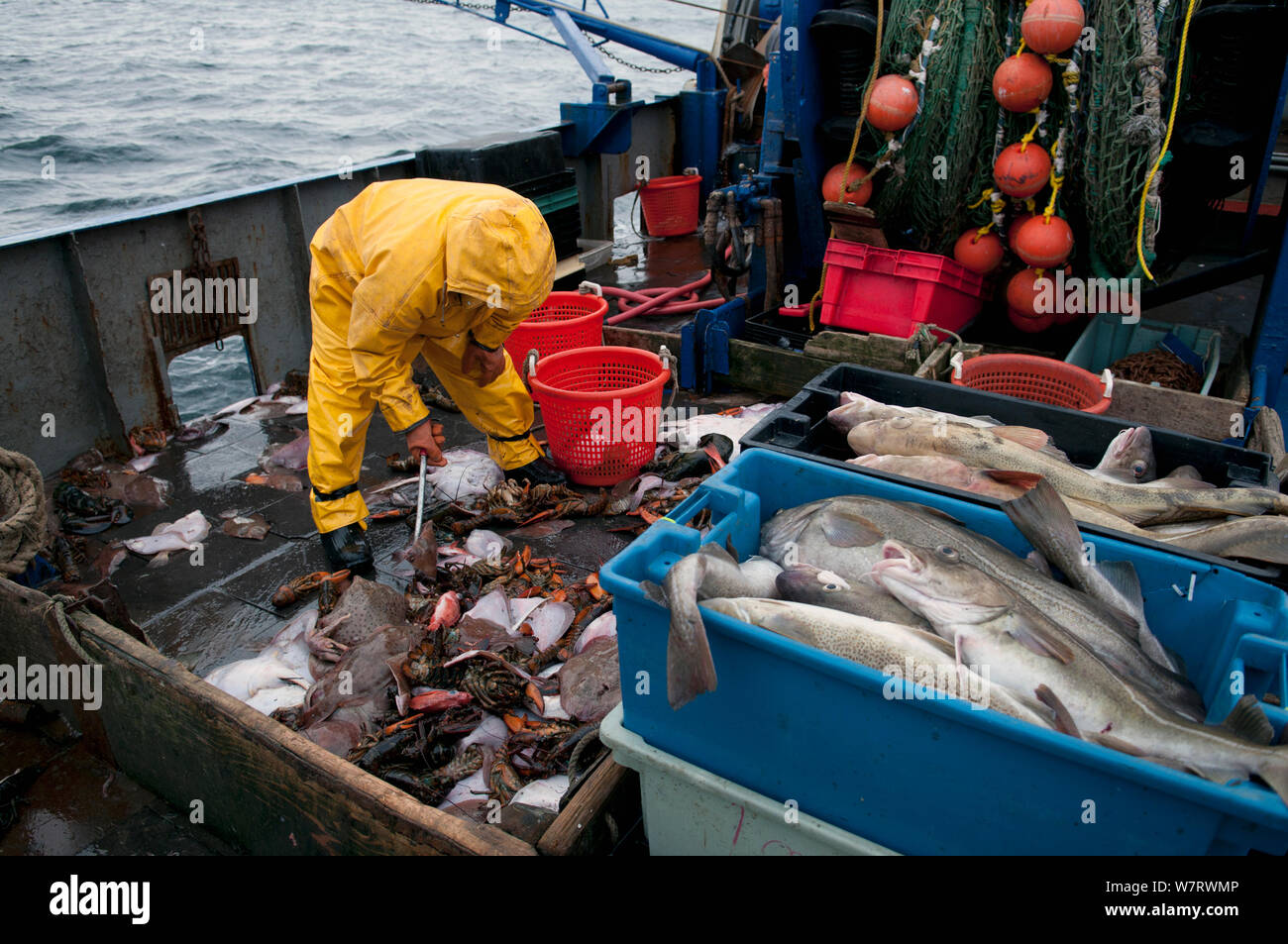 Fischer Art fangen kleine Skate (Leucoraja Erinacea), amerikanische Hummer (Homarus americanus), Gelbschwanzflunder (Limanda ferruginea) und Kabeljau (Gadus morhua) an Deck Fischtrawler. Stellwagen Banken, New England, USA, North Atlantic Ocean Model Released. Stockfoto
