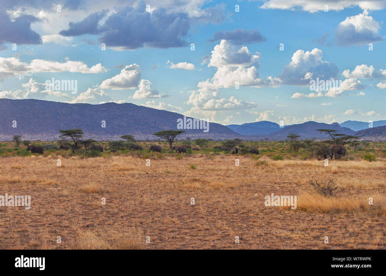 Samburu finden Landschaft mit Elefanten Herde unter dem Dach Akazien und riesigen blauen afrikanischen Himmel und die Berge in der Ferne. Samburu National Reserve Stockfoto