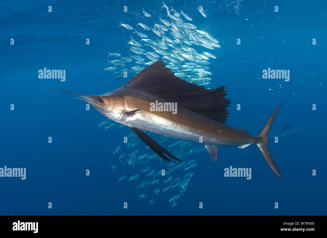 Indo-Pazifik Fächerfisch (Istiophorus Platypterus) Fütterung auf Sardinen, Isla Mujeres, Mexiko. Stockfoto