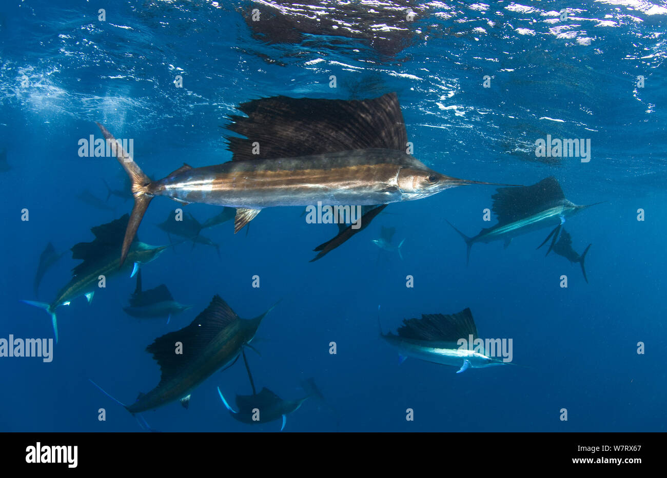 Indo-pazifischer Fächerfisch (Istiophorus platypterus) Gruppen Fütterung auf Sardinen, Isla Mujeres, Mexico. Stockfoto