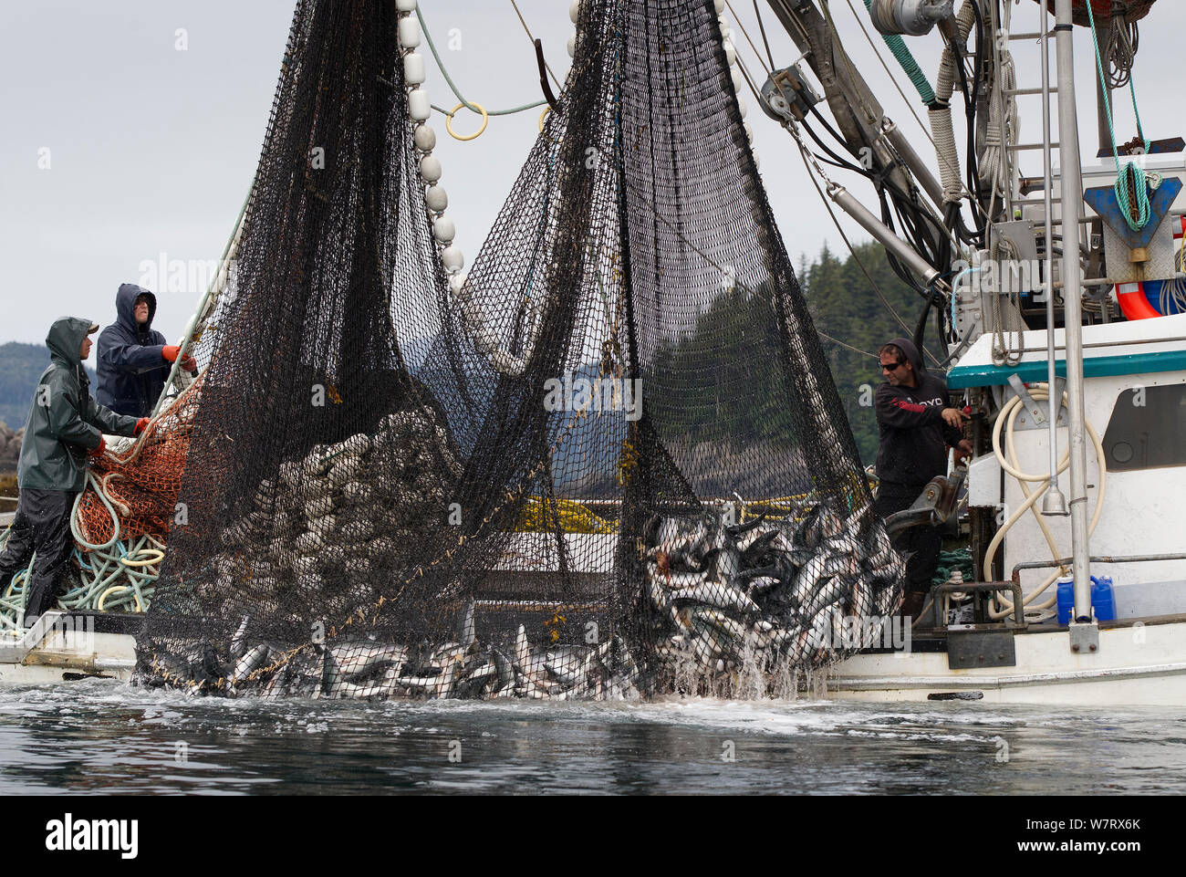 Lachs angeln Boot kommerziell Verrechnung rosa Lachs (Oncorhynchus gorbuscha) Prince William Sound, Alaska, USA. Stockfoto