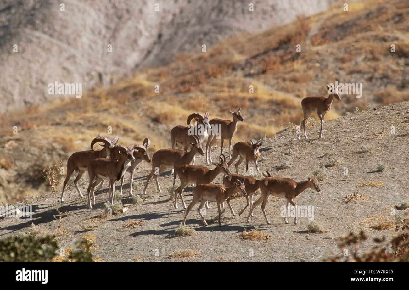 Transkaspischen urial (Ovis orientalis arkal), Badkhyz Reservat, Turkmenistan Stockfoto