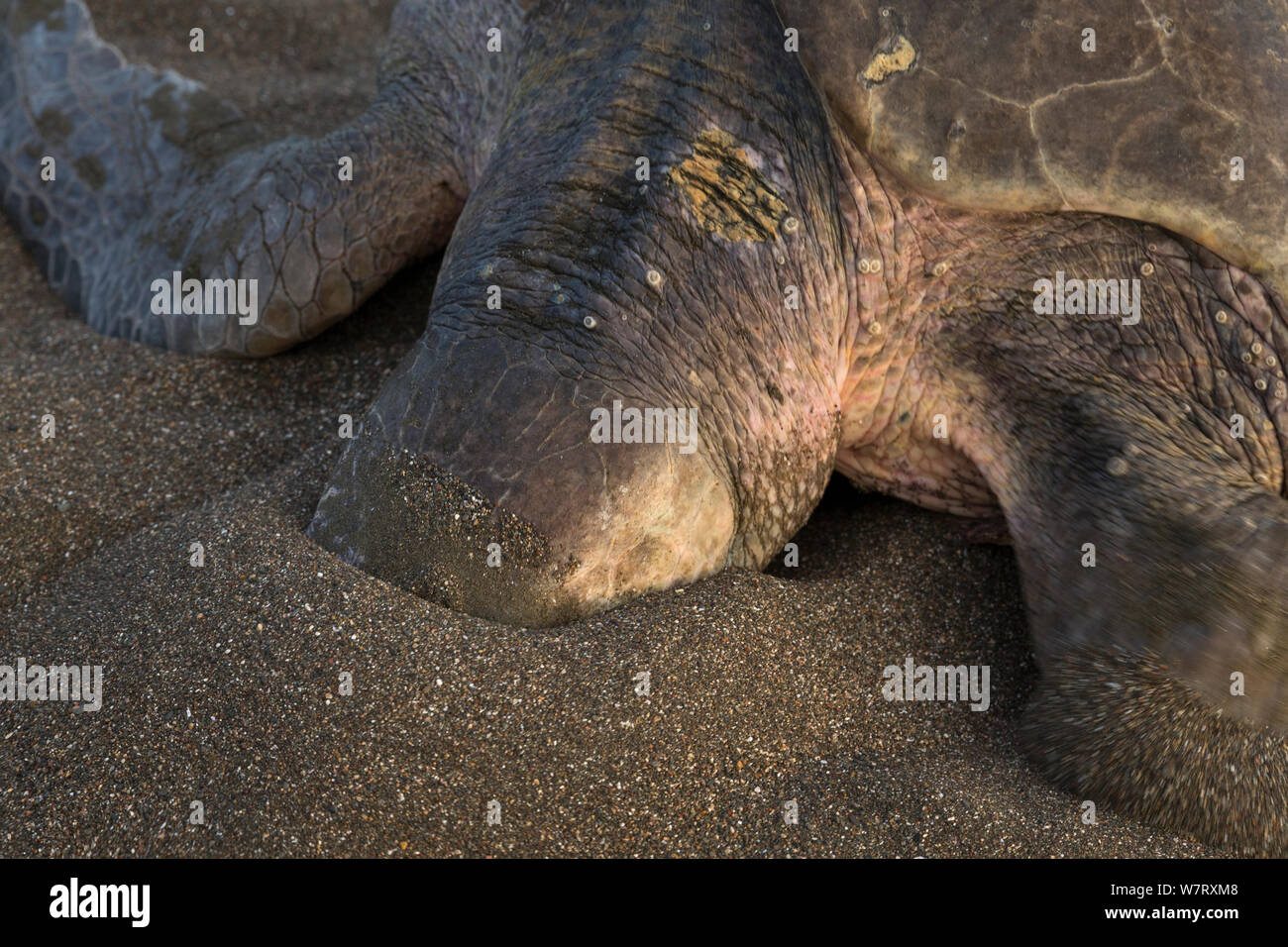 Olive Ridley Sea turtle (Lepidochelys olivacea) Testen der Sand am Strand für das Finden der richtige Ort für Eier, Pazifikküste, Ostional, Costa Rica. Stockfoto