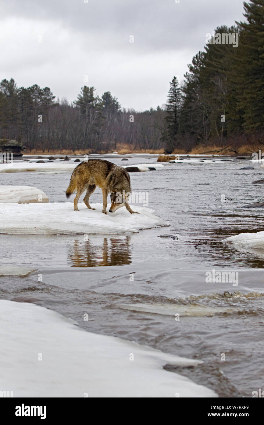 Timber Wolf (Canis lupus) auf eisigen Fluss Minnesota, USA, gefangen. Stockfoto