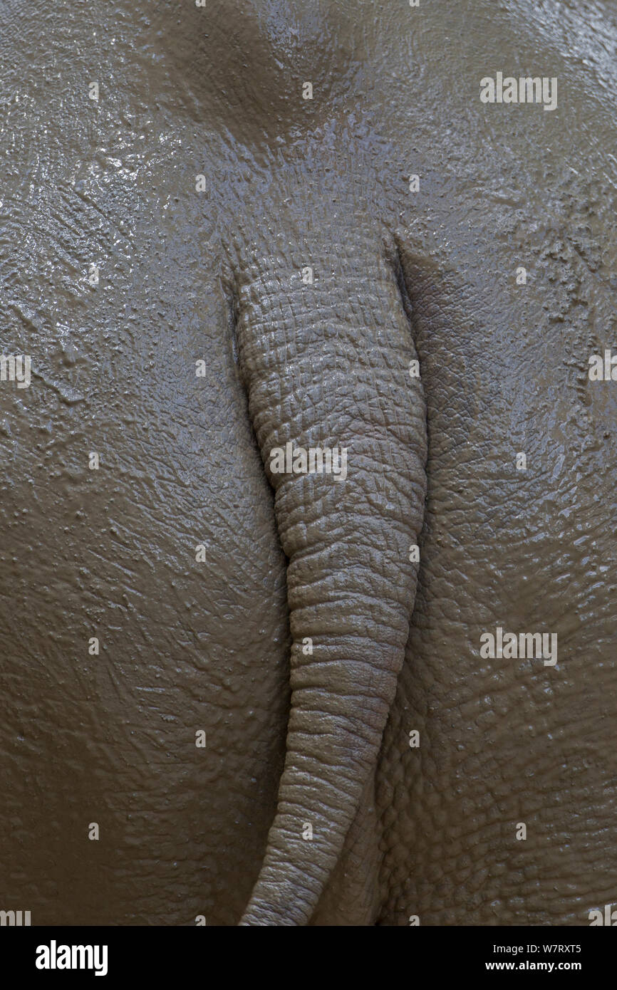Weiße Nashörner (Rhinocerotidae)) Schwanz in Schlamm bedeckt, Afrika Stockfoto