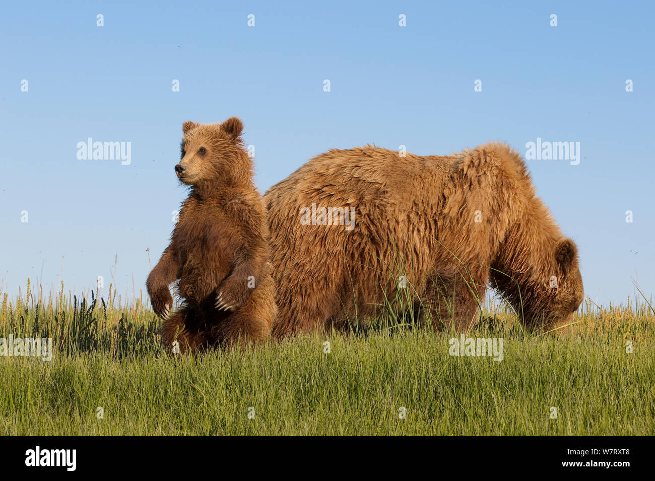 Grizzlybär (Ursus arctos Horribilis) Mutter mit Jungtier, Lake Clark National Park, Alaska, USA, Juni. Stockfoto