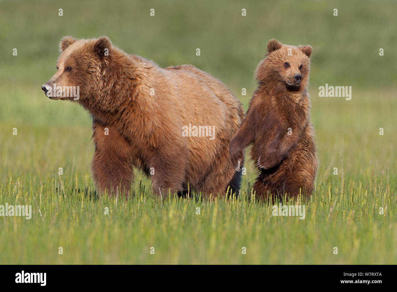 Grizzlybär (Ursus arctos Horribilis) Mutter mit Jungtier, Lake Clark National Park, Alaska, USA, Juni. Stockfoto