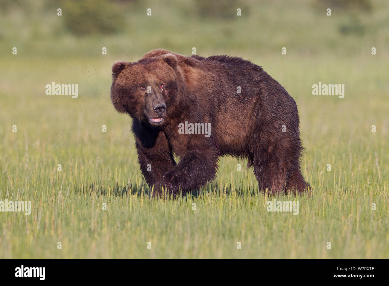 Grizzlybär (Ursus arctos Horribilis) verwundet Männchen während der Paarungszeit, Lake Clark National Park, Alaska, USA, Juni. Stockfoto