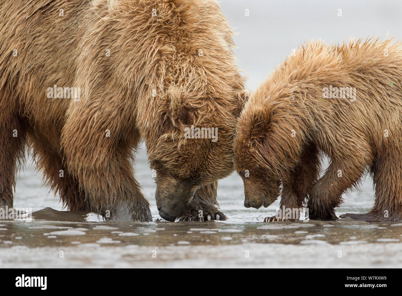 Grizzlybär (Ursus arctos Horribilis) Mutter und cub Graben für Muscheln auf Wattflächen, Lake Clark National Park, Alaska, USA, Juni. Stockfoto