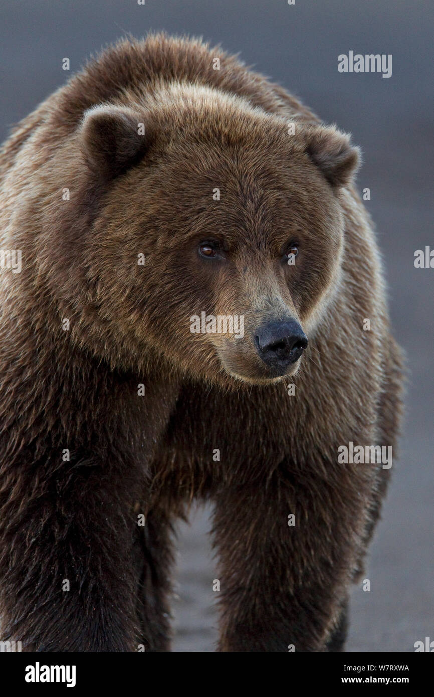 Grizzlybär (Ursus arctos Horribilis) Porträt, Lake Clark National Park, Alaska, USA, September. Stockfoto
