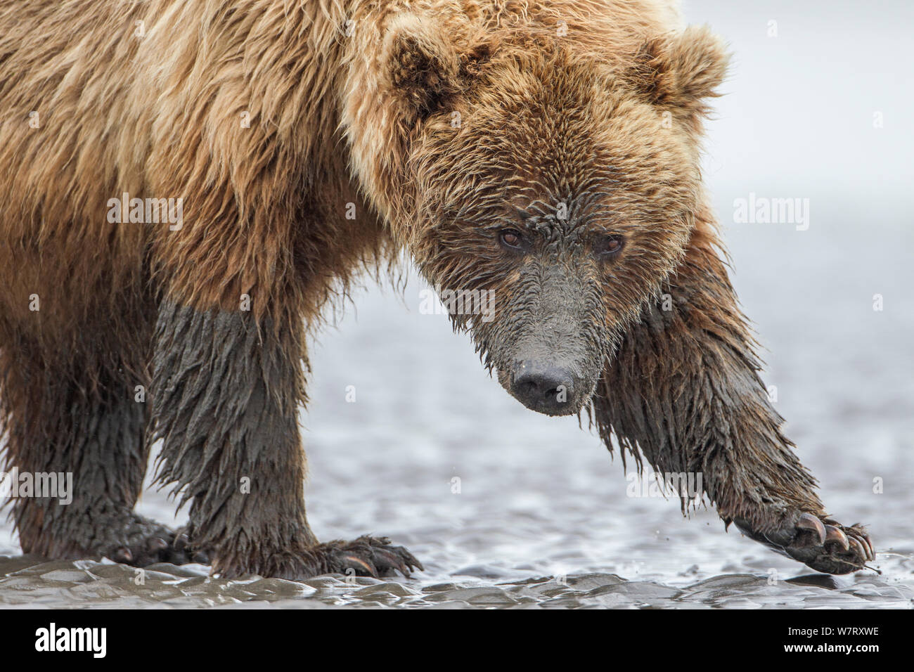 Grizzlybär (Ursus arctos Horribilis) auf der Suche nach Muscheln auf Wattflächen, Lake Clark National Park, Alaska, USA, Juni. Stockfoto