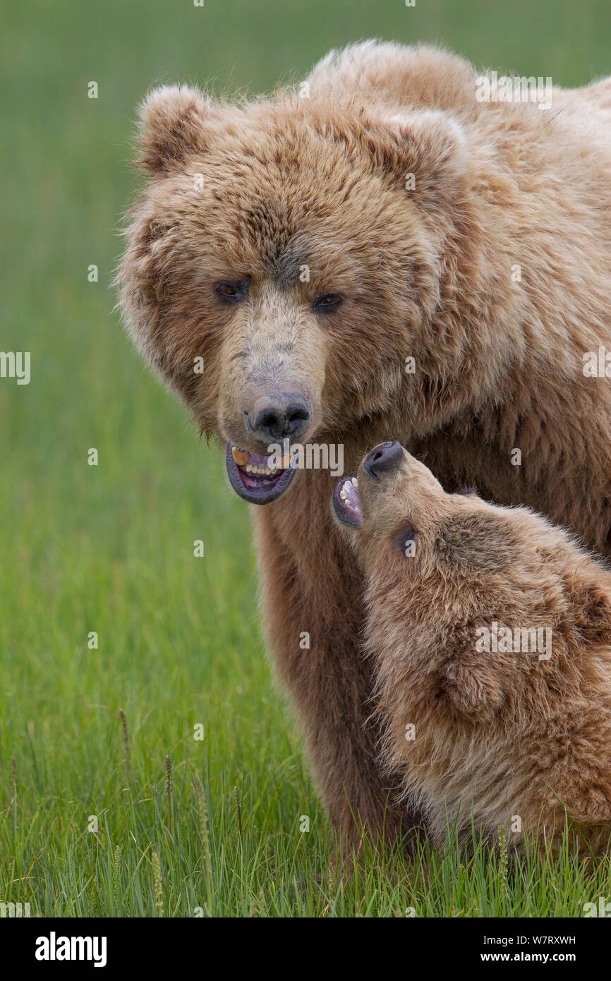 Grizzlybär (Ursus arctos Horribilis) Mutter spielt mit Cub, Lake Clark National Park, Alaska, USA, Juni. Stockfoto