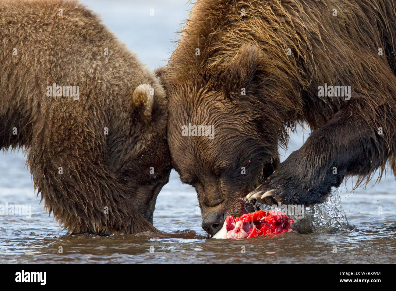 Grizzlybär (Ursus arctos Horribilis) Mutter und cub Essen Lachs, Lake Clark National Park, Alaska, USA, September. Stockfoto