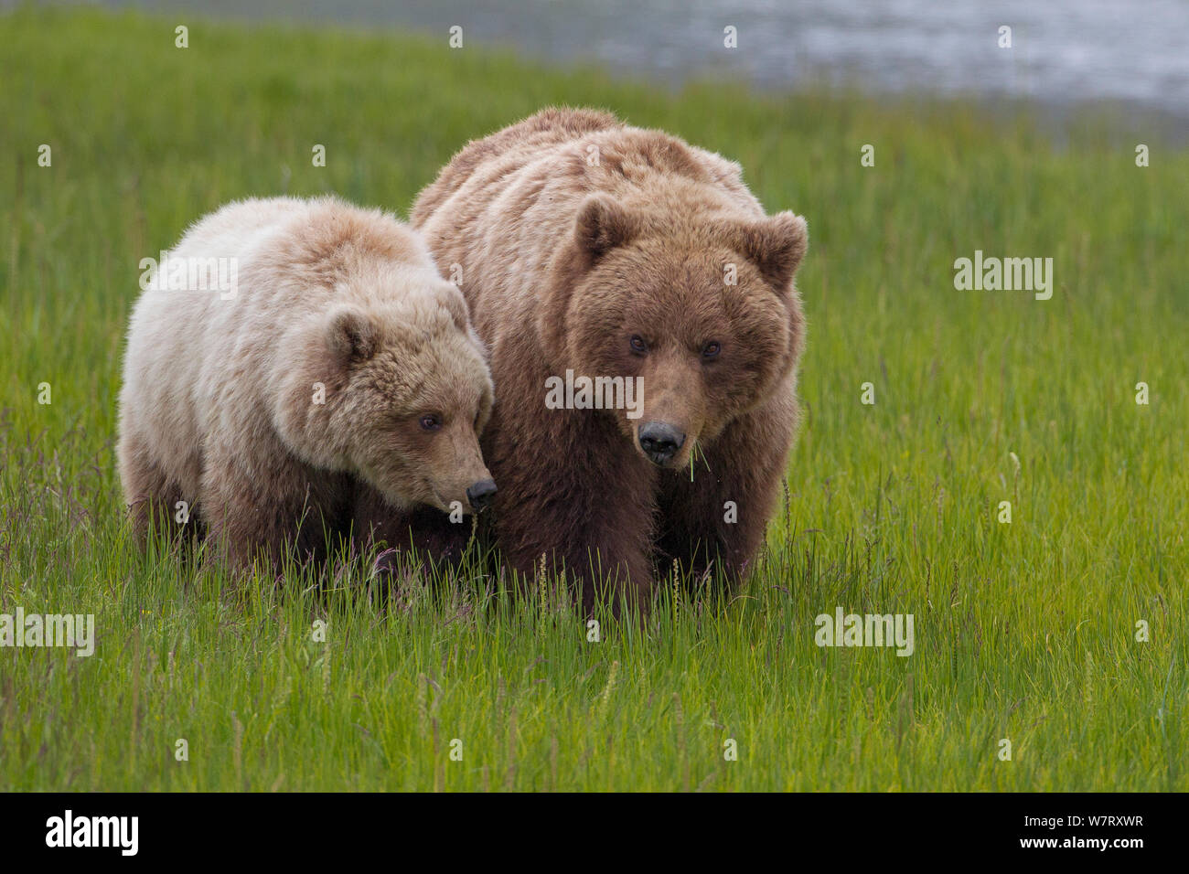 Grizzlybär (Ursus arctos Horribilis) Mutter und Cub, Lake Clark National Park, Alaska, USA, Juni. Stockfoto