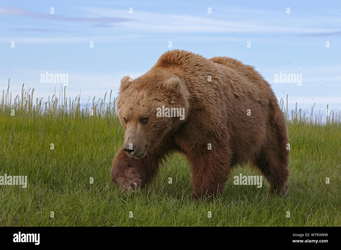 Grizzlybär (Ursus arctos Horribilis) männlich, Lake Clark National Park, Alaska, USA, Juni. Stockfoto
