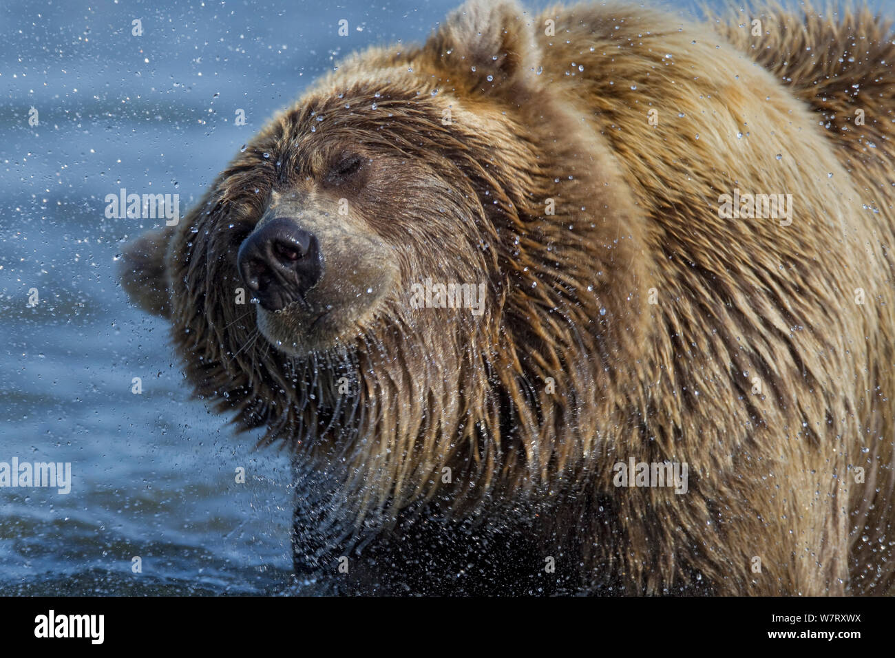 Grizzlybär (Ursus arctos Horribilis) schütteln das Wasser aus seinem Fell, Lake Clark National Park, Alaska, USA, September. Stockfoto
