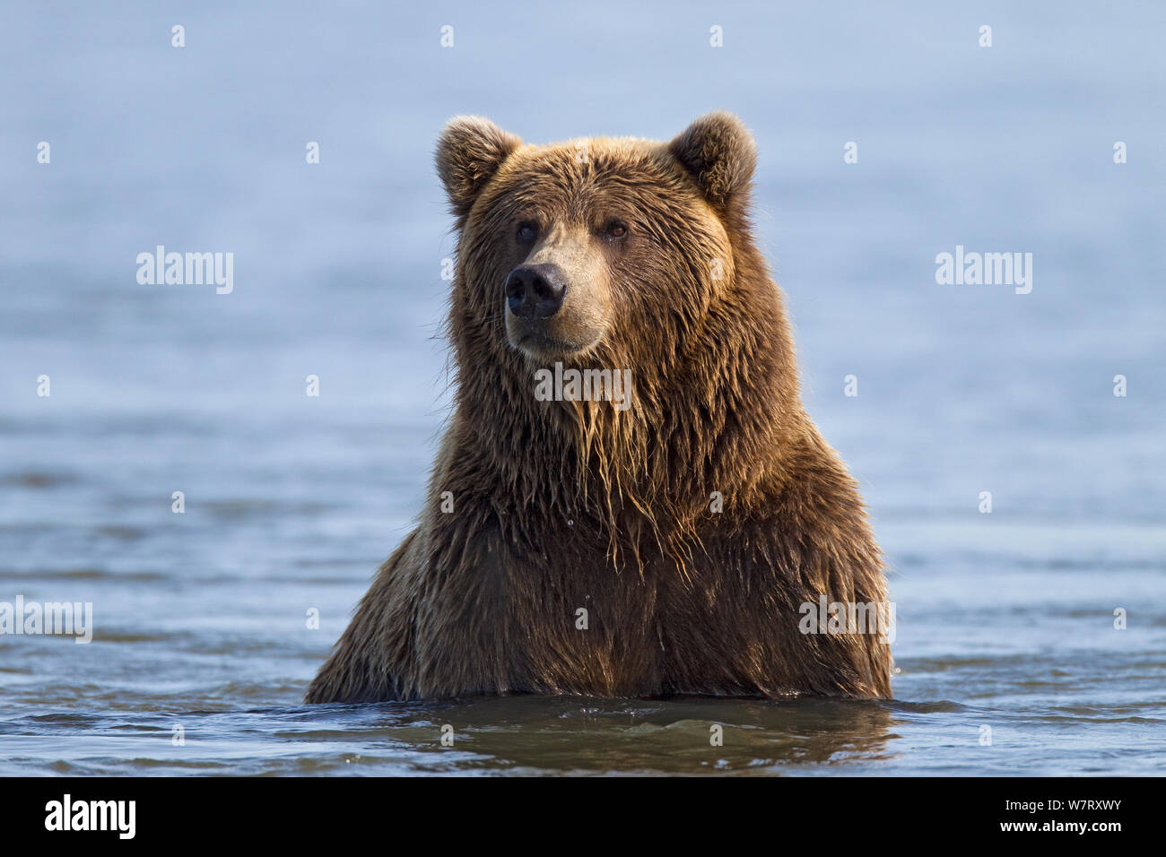 Grizzlybär (Ursus arctos Horribilis) im Fluss warten auf Lachs, Lake Clark National Park, Alaska, USA, September. Stockfoto