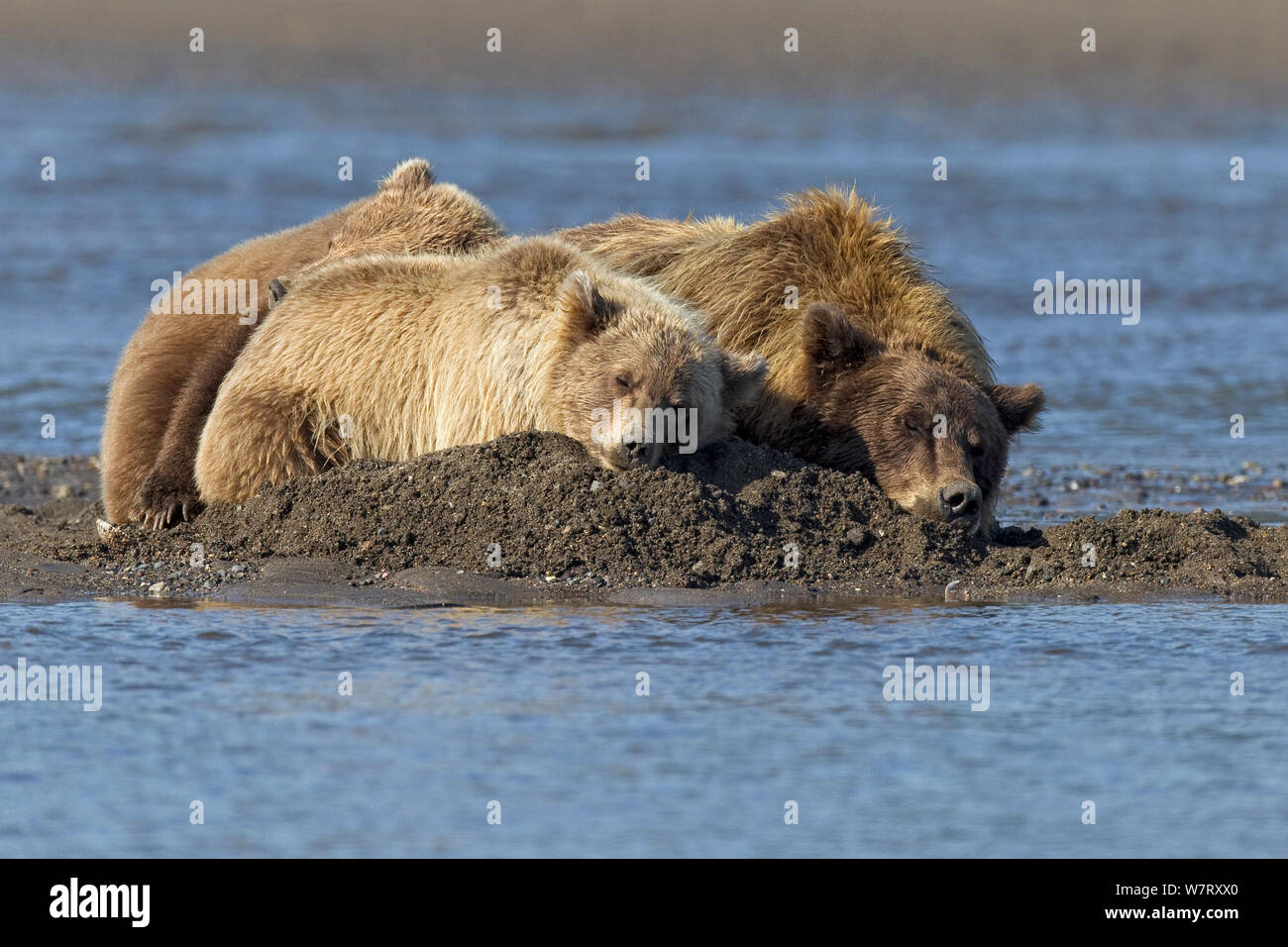 Grizzlybär (Ursus arctos Horribilis) Mutter mit zwei Jungen schlafen auf Ufer, Lake Clark National Park, Alaska, USA, September. Stockfoto