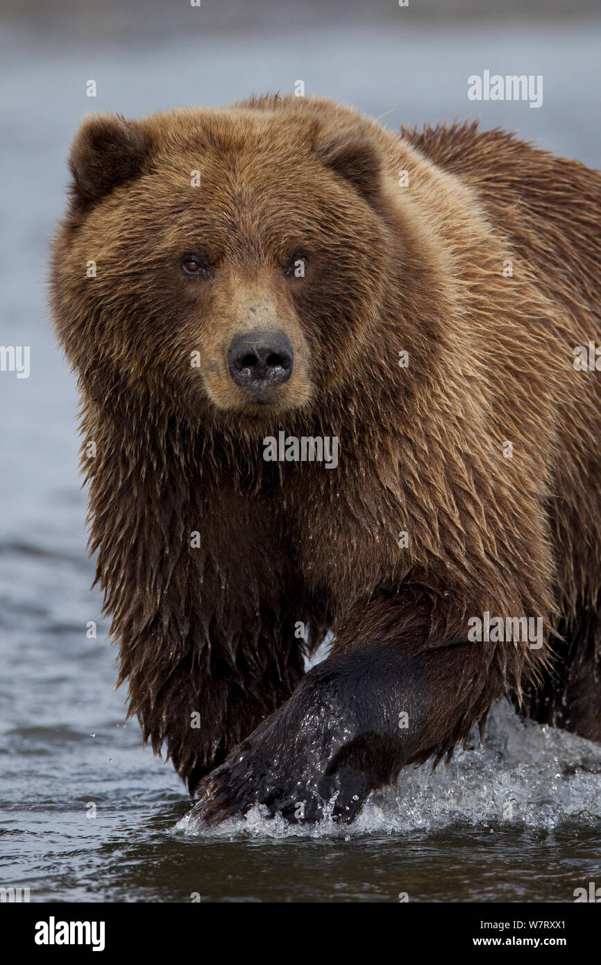 Grizzlybär (Ursus arctos Horribilis) crossing River, Lake Clark National Park, Alaska, USA, September. Stockfoto