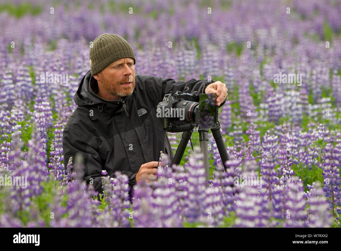 Naturfotograf Ingo Arndt im Bereich der Nootka Lupine (Lupinus nootkatensis) Alaska, USA, Juli. Stockfoto