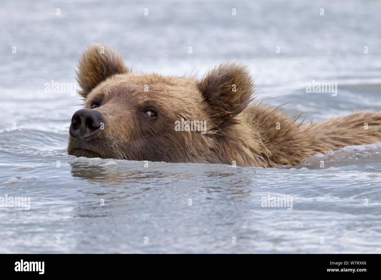 Grizzlybär (Ursus arctos Horribilis) Jugendliche, die einen Fluß überquert, Lake Clark National Park, Alaska, USA, September. Stockfoto