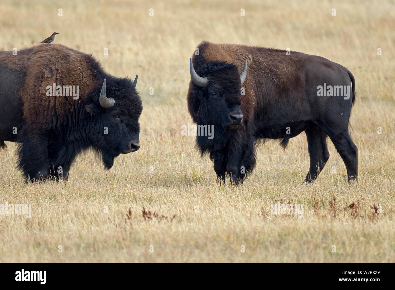 Amerikanische bisons (Bison bison) Grand Teton National Park, Wyoming, USA, September. Stockfoto