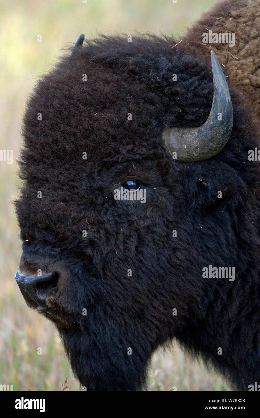 Amerikanische Bison (Bison bison) Porträt, Grand Teton National Park, Wyoming, USA, September. Stockfoto